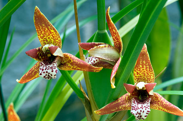 Maxilária-côco – Maxillaria tenuifolia (Orquídea-coco) em Interior Maxilária-côco – Maxillaria tenuifolia (Orquídea-coco)