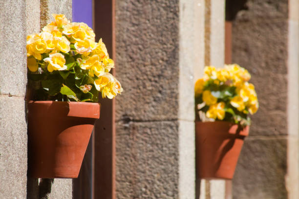 Begónias - Família Begoniaceae begónias