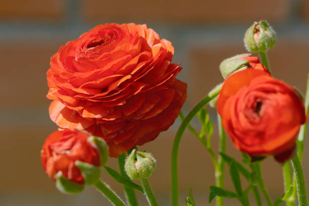 Ranunculus asiaticus Ranunculo - a flor que parece uma rosa