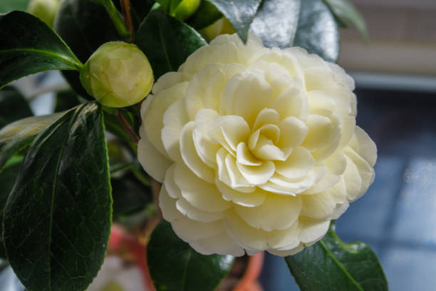 Camélias (Camellia) - Família Theaceae
