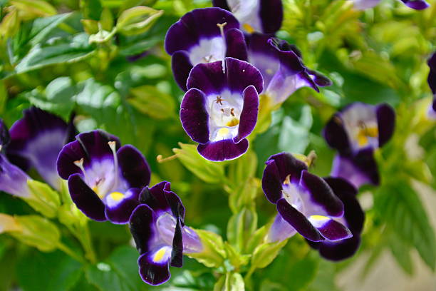 Cuidar de Torênias ou Amor Perfeito de Verão - Família Scrophulariaceae