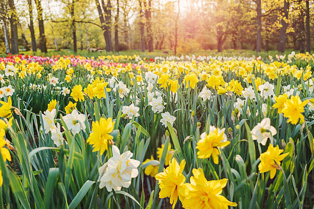 Narcisos (Narcissus) - Família Amaryllidaceae