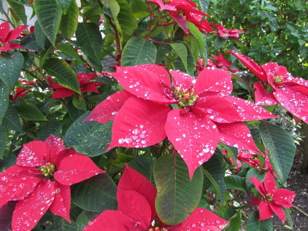 Saiba como cuidar e cultivar a flor do Natal | Blog das Flores