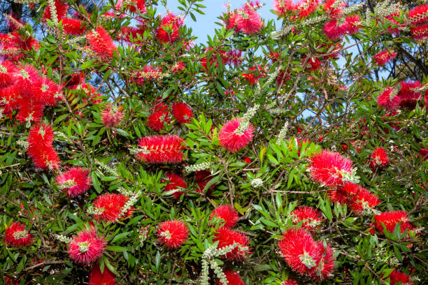 Flor Aranha (Grevillea banksii) - Família Proteaceae
