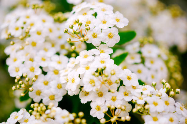 flor de mel brancas
