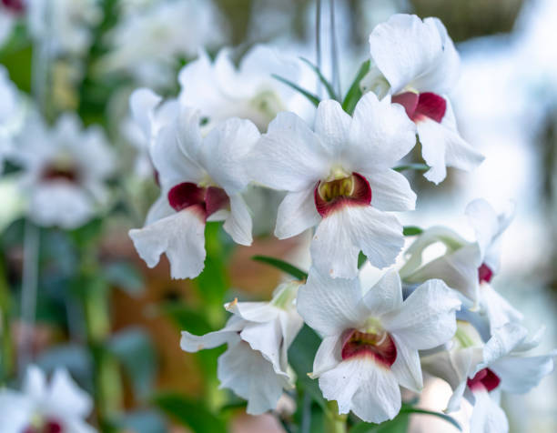 Orquídea Cattleya Walkeriana - Um espectáculo da natureza