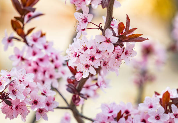 Cerejeira Ornamental - Cerejeira do Japão - Prunus serrulata