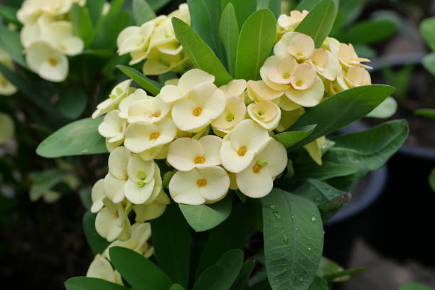 Colchões-de-noiva (Euphorbia milii) - Família Euphorbiaceae