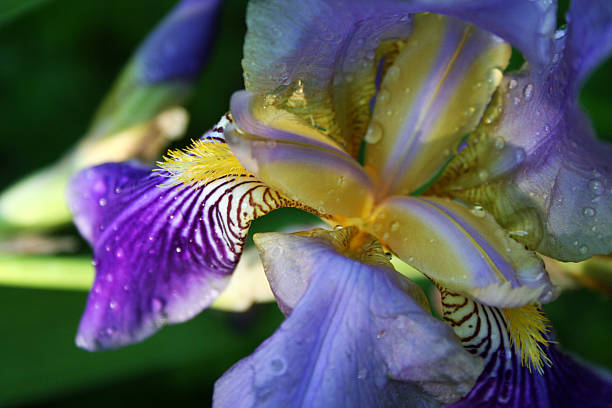 Iris ou Iris Sanguinea - Saiba Como Cuidar (Iridaceae)