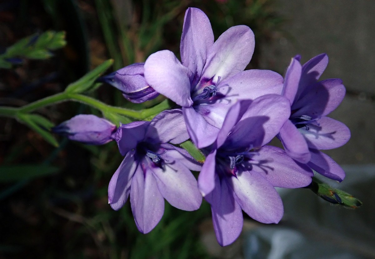 Babianas (Flor de Veludo) - Familia Iridaceae