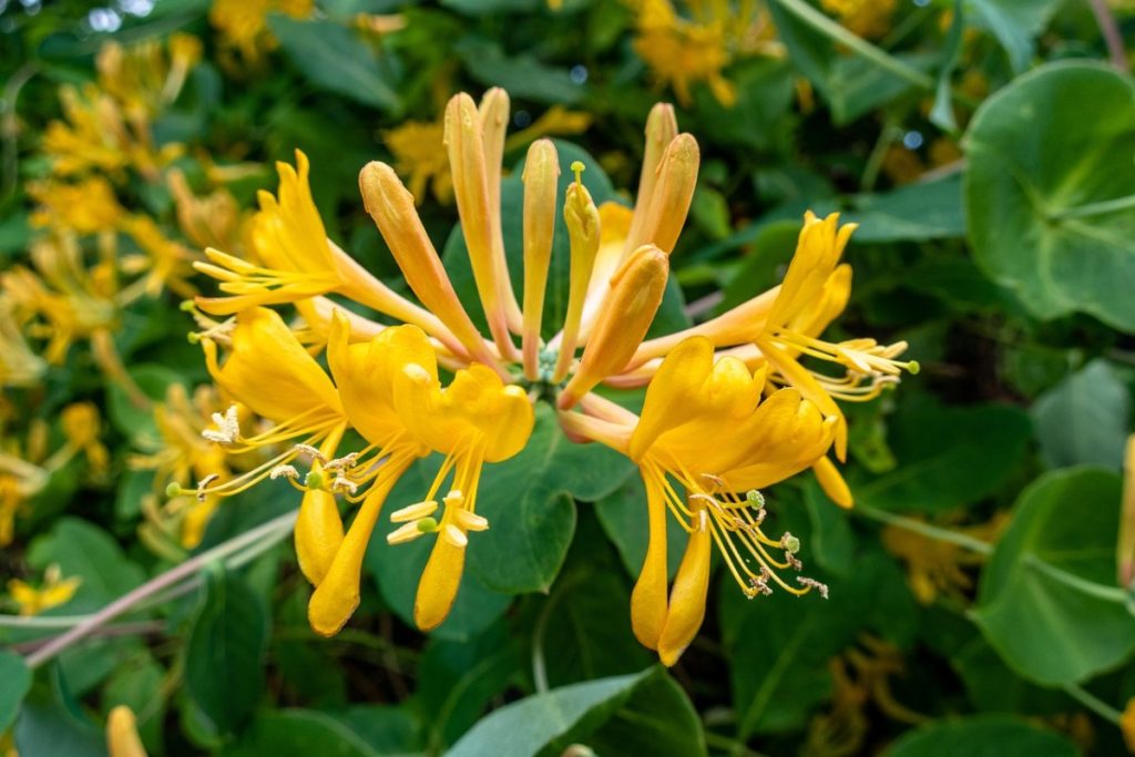 As Flores da Madressilva e o Seu Valor Medicinal