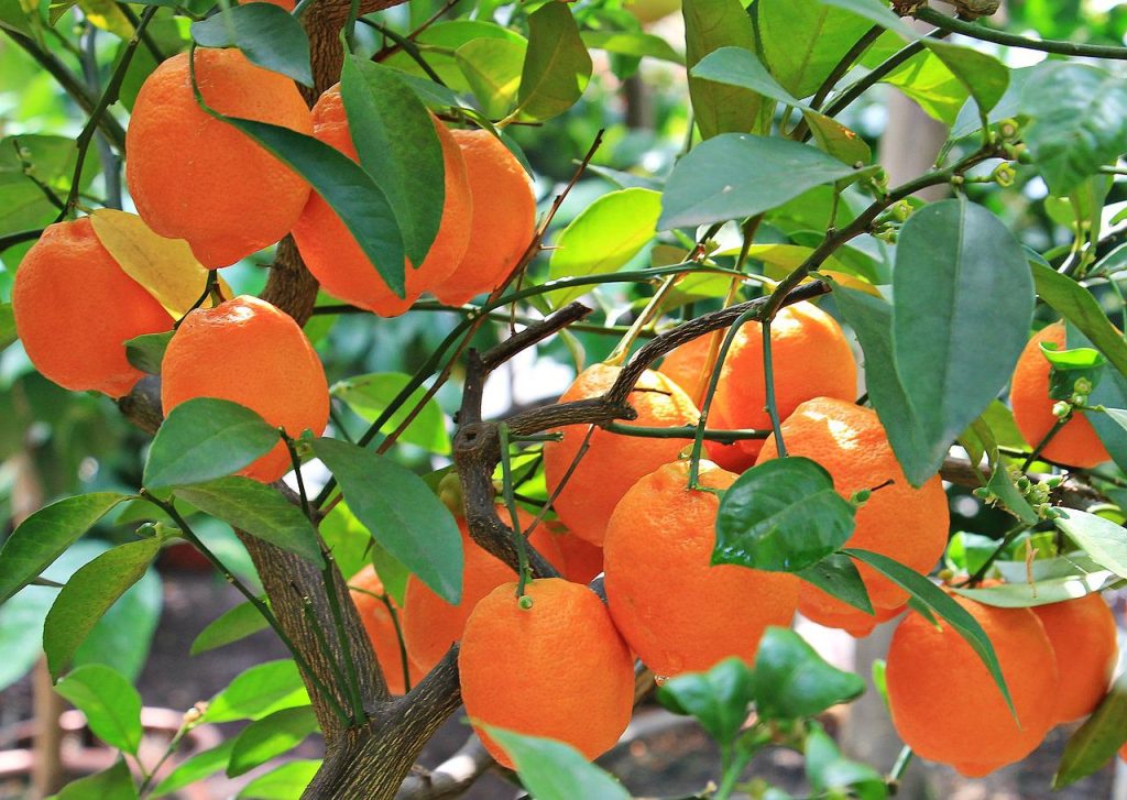 Laranja (Citrus sinensis)