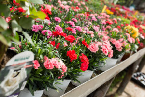 View of different bloomy flowers growing in greenhouse