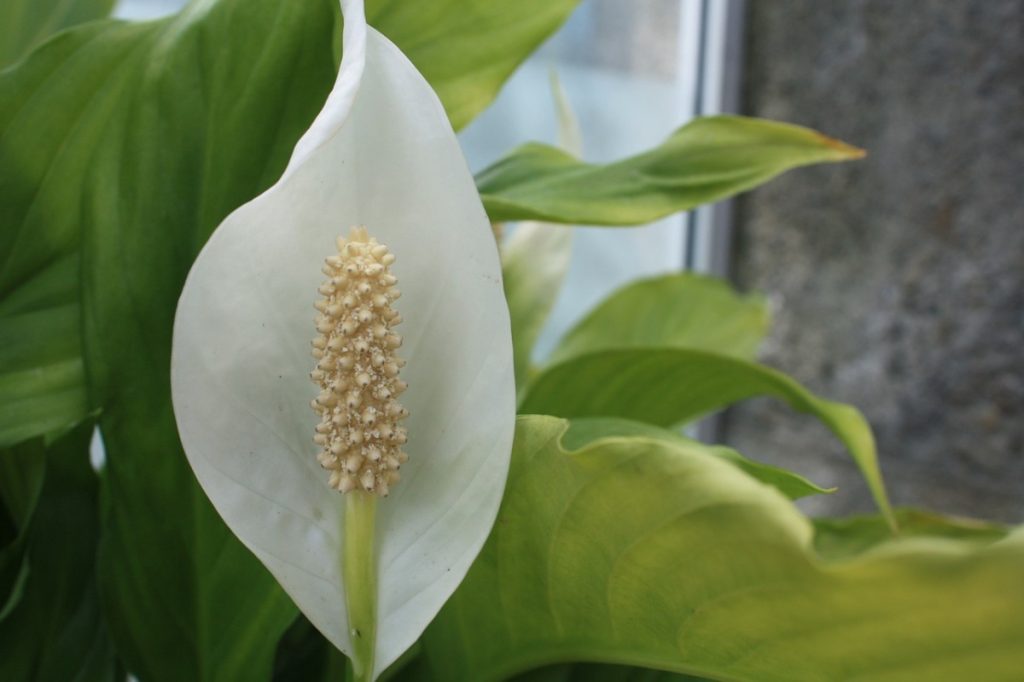 peace lily 4751862 1280