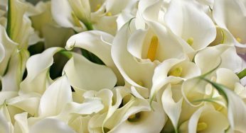 Cultivo de lírios de calla (Zantedeschia): As flores da beleza