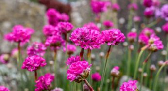 Flor Cravo-do-mar – Armeria maritima: Cultivo e Cuidados