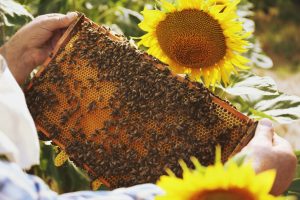 A Importância das Abelhas para a Polinização: Preservando a Vida no Planeta