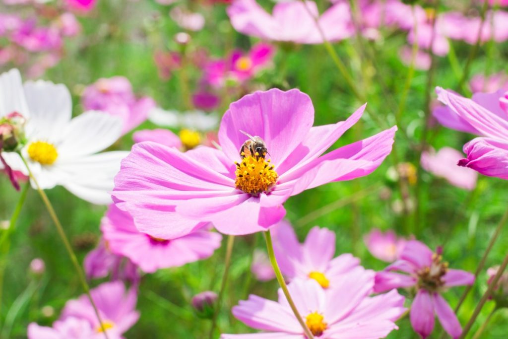 importância das abelhas
