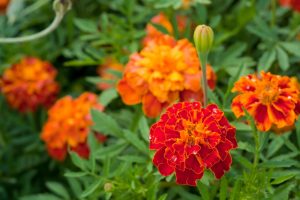 A Maravilhosa Calêndula: Uma Flor com Múltiplos Usos e Benefícios