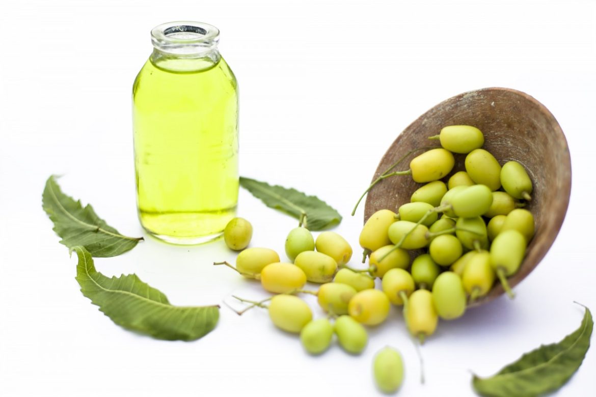 Óleo de Neem na Agricultura: Uma Alternativa Natural para o Controle de Pragas e Doenças