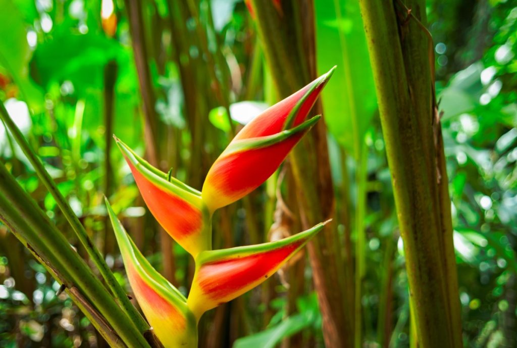 Heliconia - Heliconia rostrata (Família Heliconiaceae)