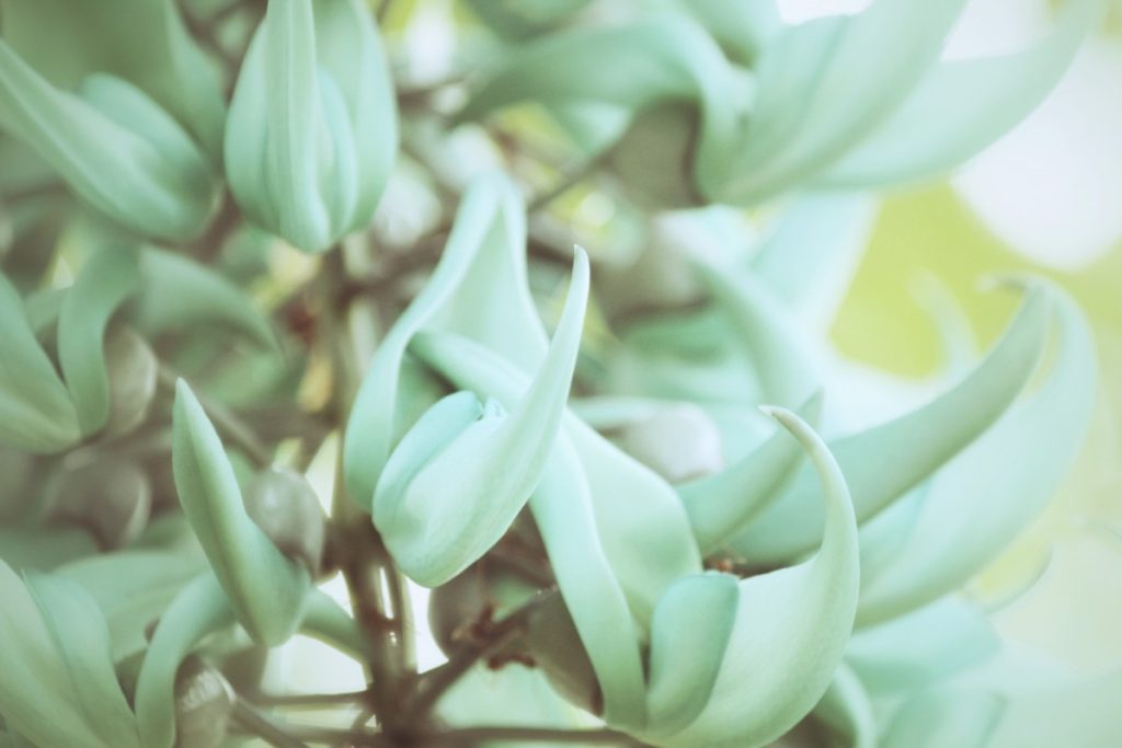 Flor de jade