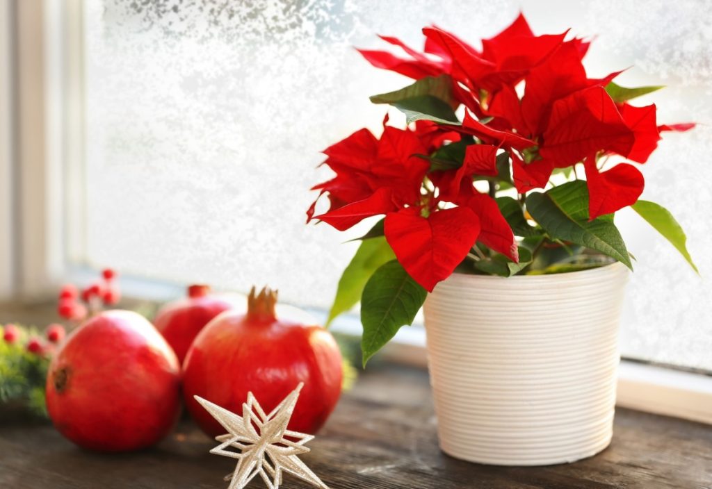 Flor de Natal (Poinsétia): como cuidar e manter esta planta? em Interior poinsetia