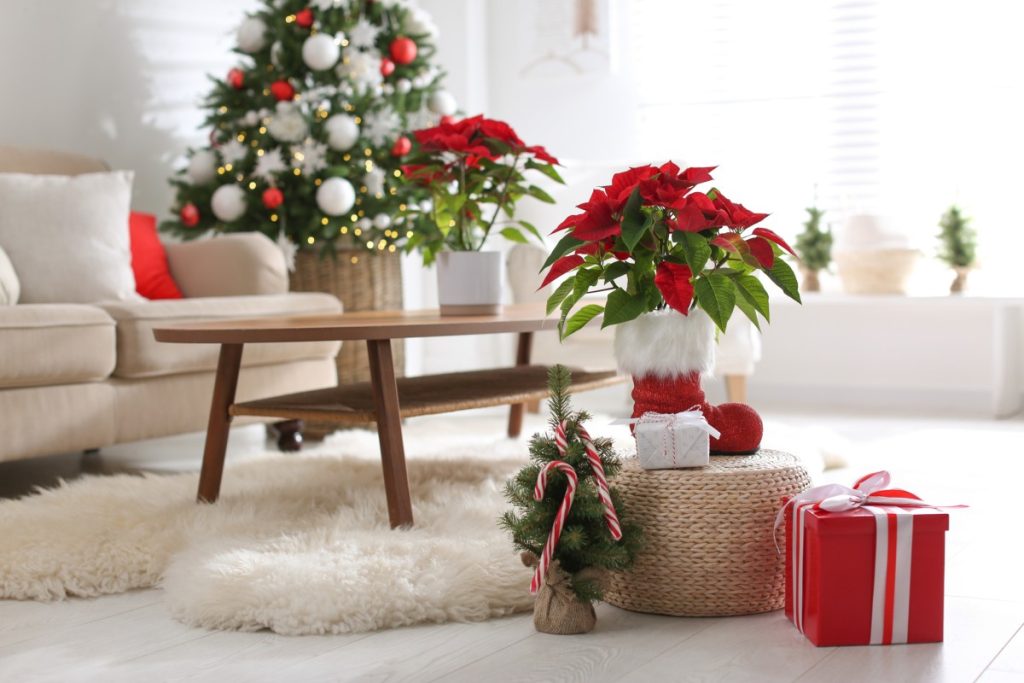Flor de Natal (Poinsétia): como cuidar e manter esta planta? em Interior Flor de Natal (Poinsétia): como cuidar e manter esta planta?