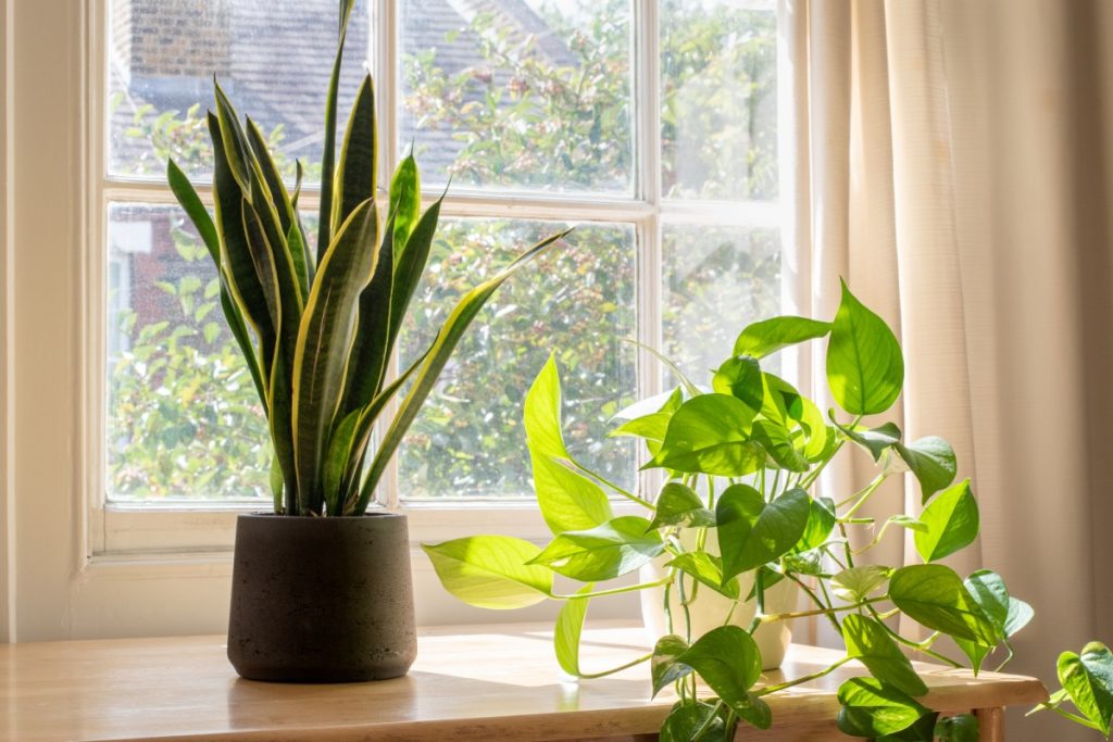 8 Plantas de interior que vão prosperar na sua cozinha