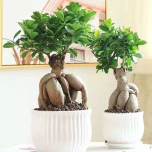 Bonsai Ficus elastica