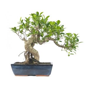 Bonsai Ficus retusa