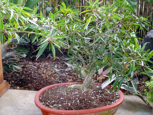 Bonsai Ficus salicaria