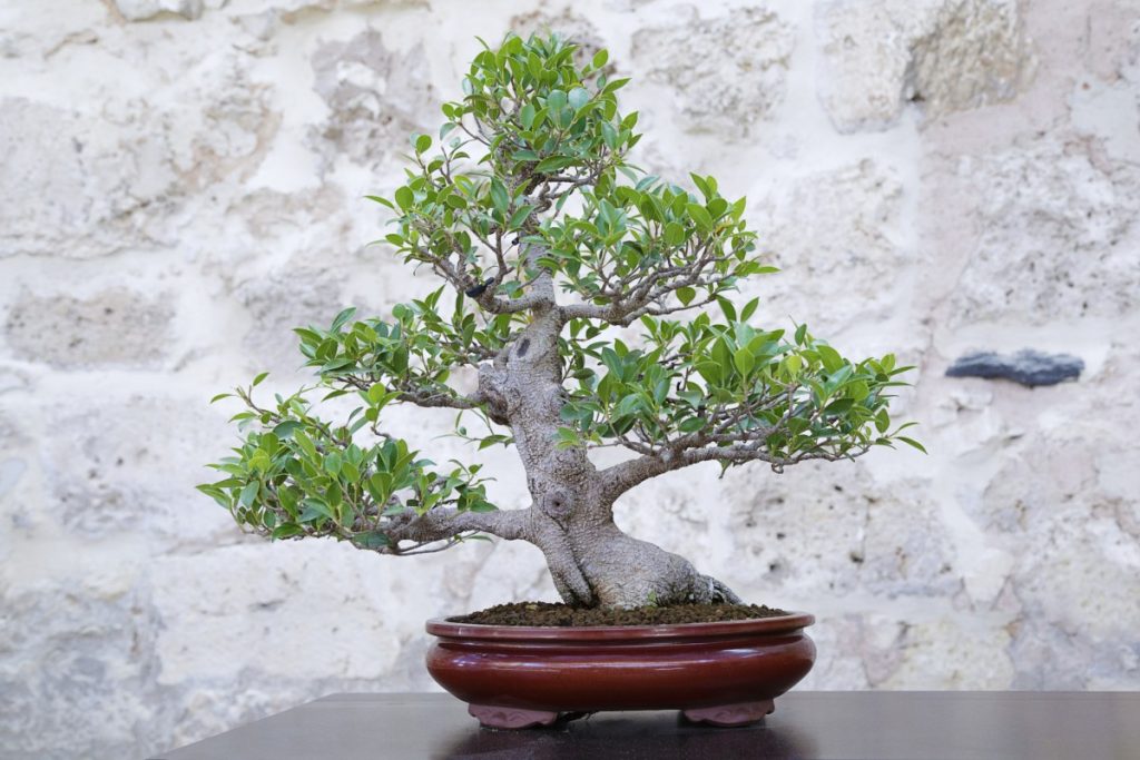 tratar bonsai