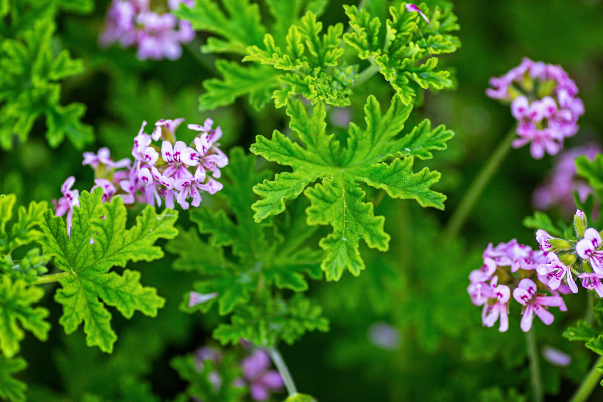 Gerânio Perfumado (Pelargonium graveolens): Beleza, Aroma e Utilidade Numa Só Planta em Exterior gerânio perfumado