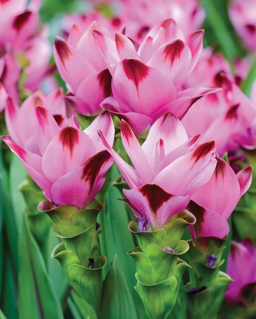 Curcuma Siam Splash: uma exótica beleza tropical para o jardim ou interior em Flores comestíveis Curcuma Siam Splash