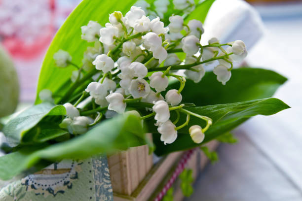 Encanto Botânico: A Delicada Convallaria majalis em Exterior Encanto Botânico: A Delicada Convallaria majalis