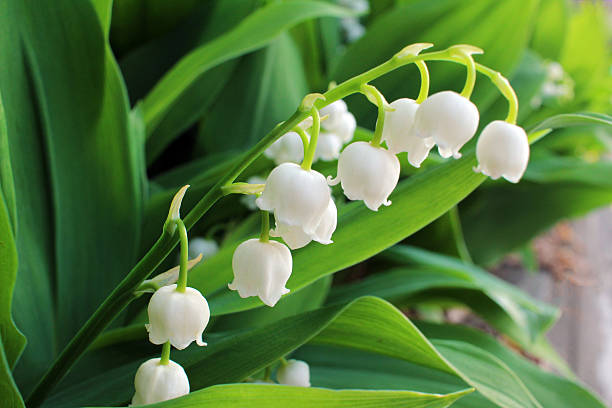 Encanto Botânico: A Delicada Convallaria majalis em Exterior Convallaria majalis
