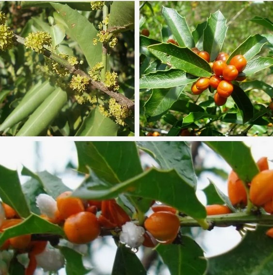 Espinheira-Santa: Propriedades, Benefícios e Como Cultivar Esta Planta Medicinal em Plantas medicinais espinheira santa cuidados