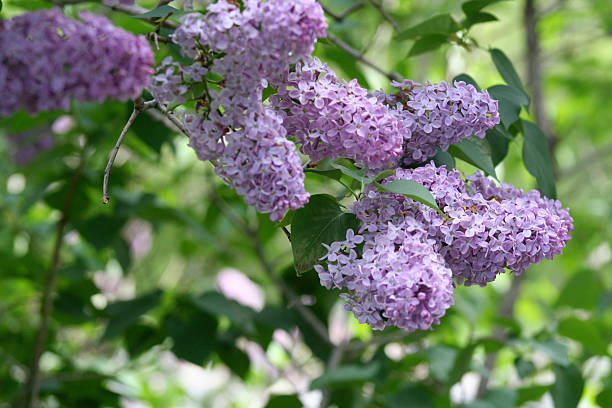 Lilás (Syringa vulgaris): A Beleza e o Encanto das Flores Perfumadas em Arbustos lilás