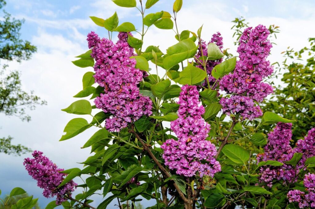 Lilás (Syringa vulgaris): A Beleza e o Encanto das Flores Perfumadas em Arbustos Syringa vulgaris