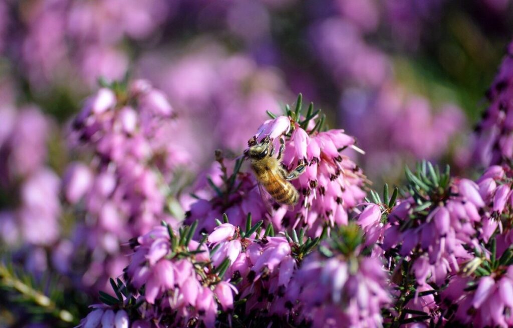 Como atrair abelhas e borboletas para o jardim em Curiosidades Como atrair abelhas e borboletas para o jardim