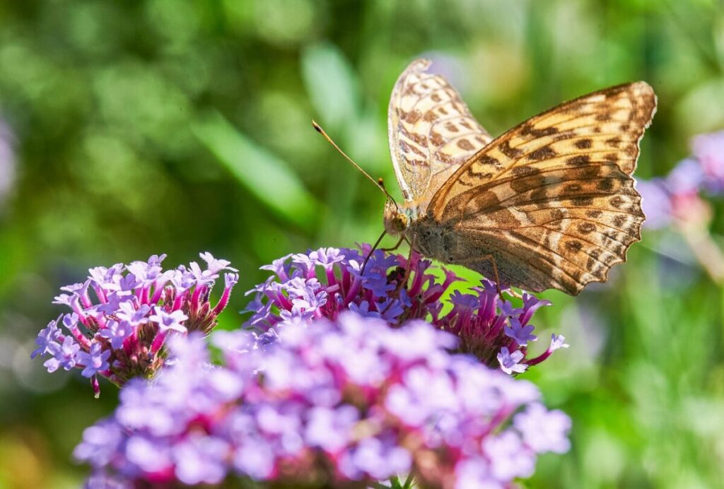 Verbena: Uma Flor Resistente Que Dá Cor e Vida ao Jardim em Exterior Verbena: Uma Flor Resistente Que Dá Cor e Vida ao Jardim
