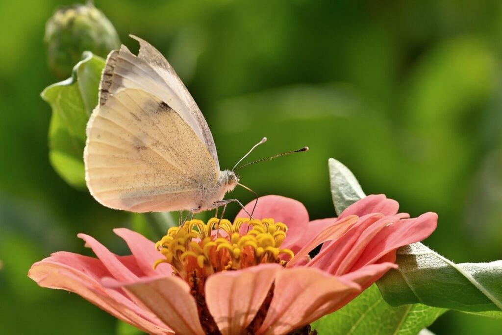 Como atrair abelhas e borboletas para o jardim