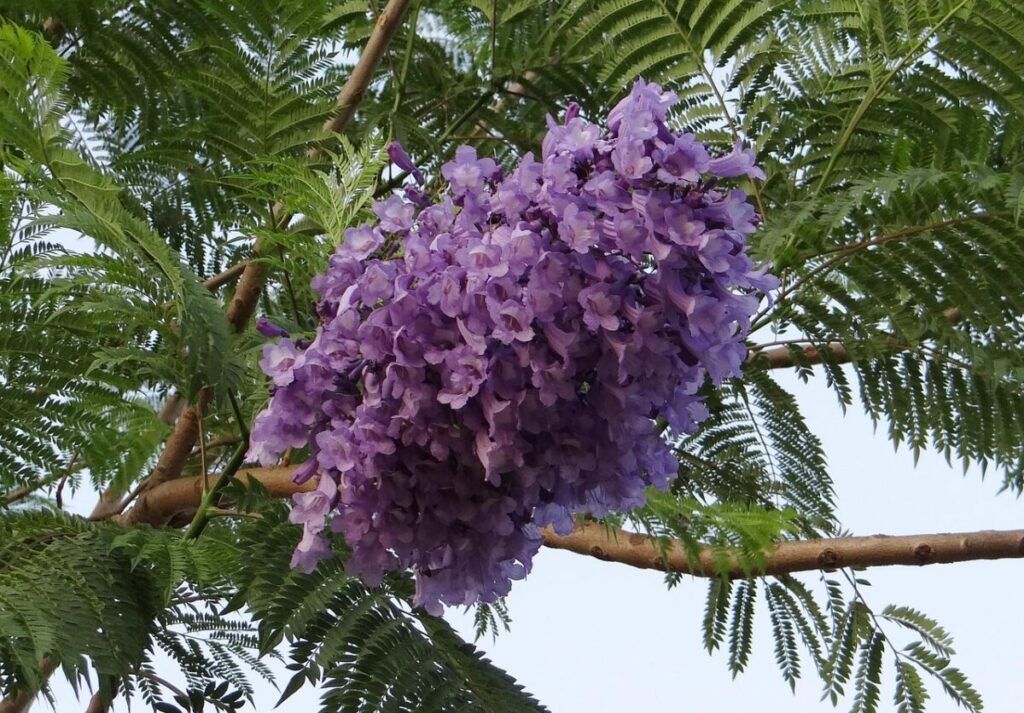 Jacarandás: A Magia Lilás Que Transforma as Cidades em Arbustos Jacaranda mimosifolia
