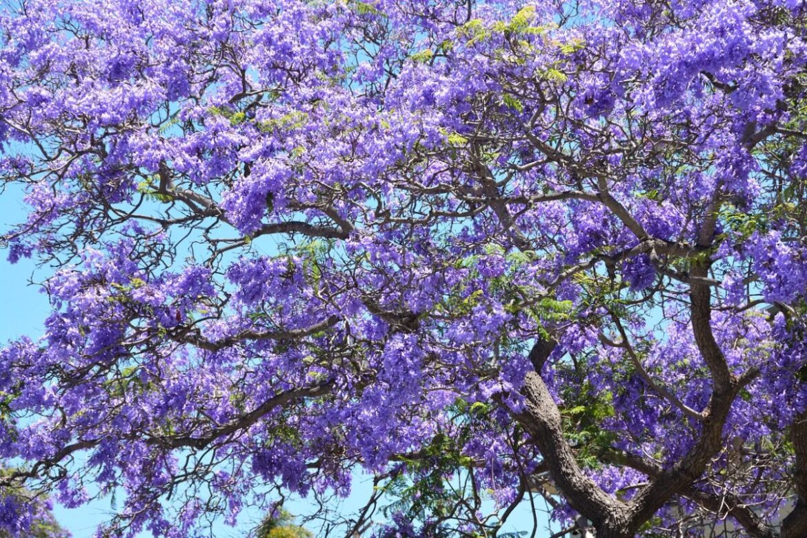 jacaranda-5023763_1280
