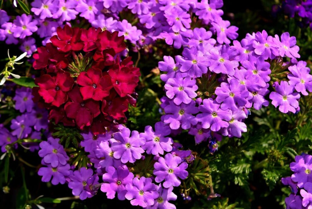 Verbena: Uma Flor Resistente Que Dá Cor e Vida ao Jardim em Exterior verbena