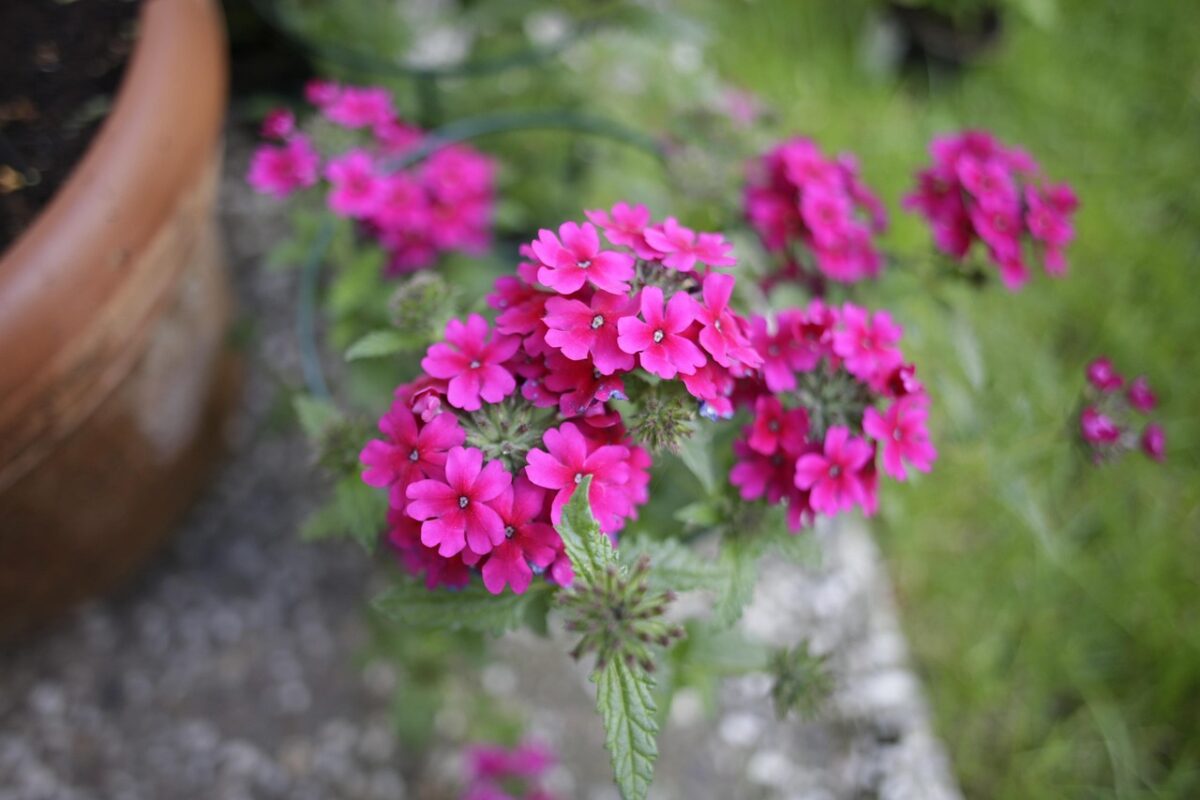 Verbena: Uma Flor Resistente Que Dá Cor e Vida ao Jardim