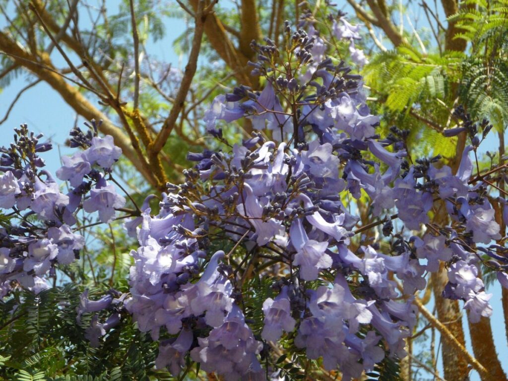 Jacarandás: A Magia Lilás Que Transforma as Cidades em Arbustos jacaranda flor