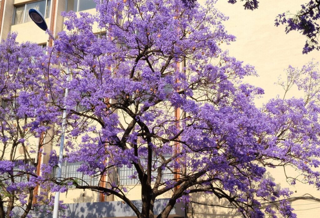 Jacarandás: A Magia Lilás Que Transforma as Cidades em Arbustos jacarandas