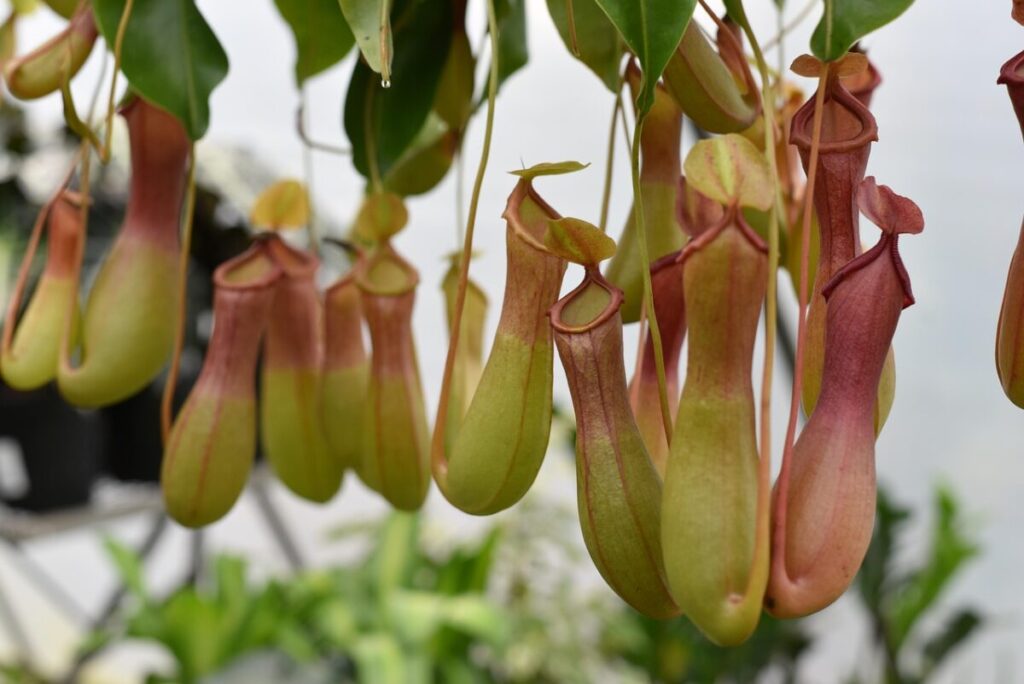 Plantas que comem insetos: entre a beleza e a sobrevivência em Curiosidades Nepenthes alata